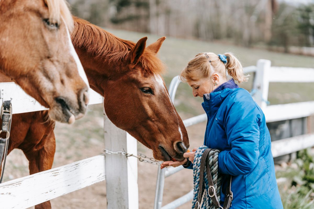 Woman in blue puffer jacket feeding the horses.